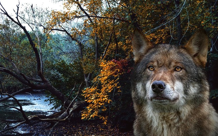 морда, лес, портрет, рендеринг, волк, face, forest, portrait, rendering, wolf