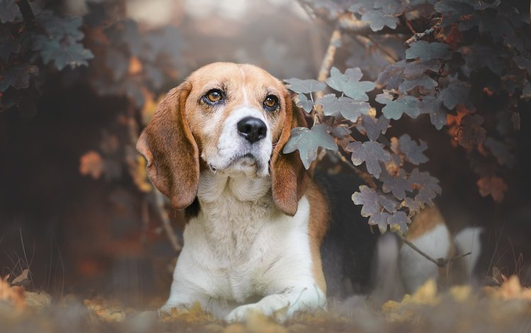 морда, листья, ветки, взгляд, собака, бигль, face, leaves, branches, look, dog, beagle