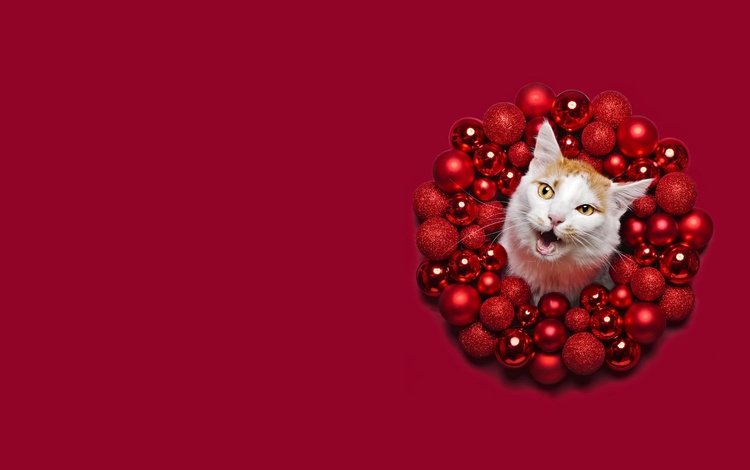 морда, круг, новый год, красный фон, шары, кот, кошка, шарики, рыжий, праздник, рождество, face, round, new year, red background, balls, cat, red, holiday, christmas