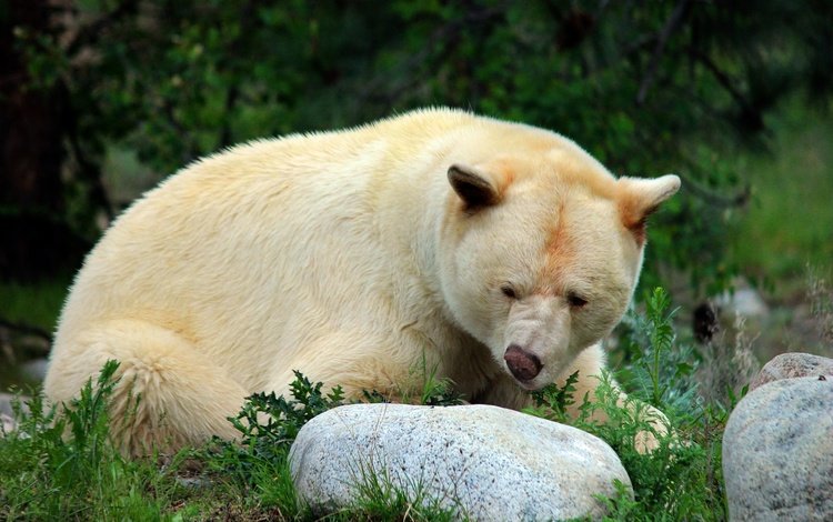 морда, природа, поза, взгляд, медведь, белый, камень, face, nature, pose, look, bear, white, stone