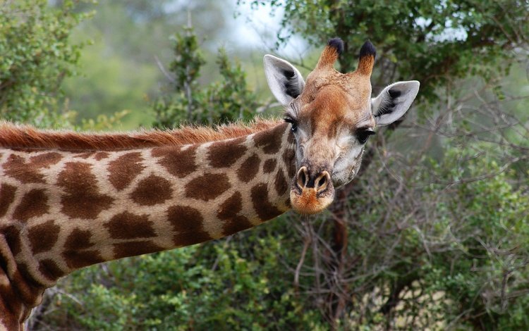 морда, природа, взгляд, жираф, face, nature, look, giraffe
