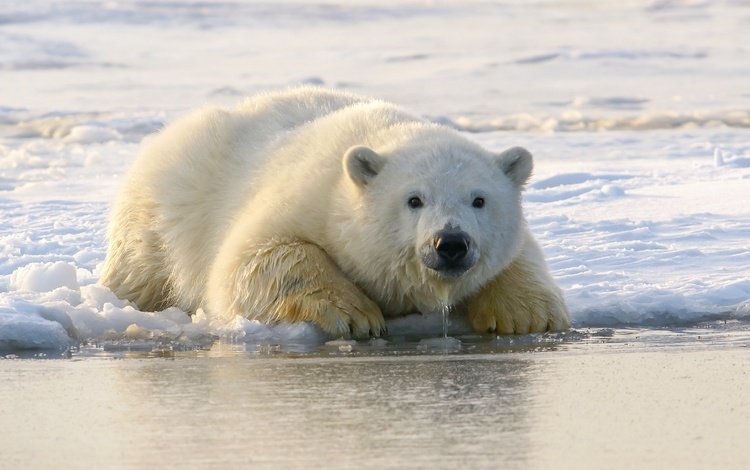 морда, белый медведь, снег, медвежонок, берег, зима, взгляд, медведь, лёд, лежит, face, polar bear, snow, shore, winter, look, bear, ice, lies