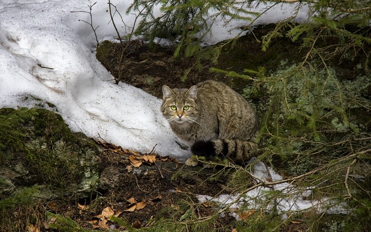 морда, дикий кот, снег, лесной кот, листья, хвоя, зима, кот, ветки, кошка, взгляд, look, face, wild cat, snow, wildcat, leaves, needles, winter, cat, branches