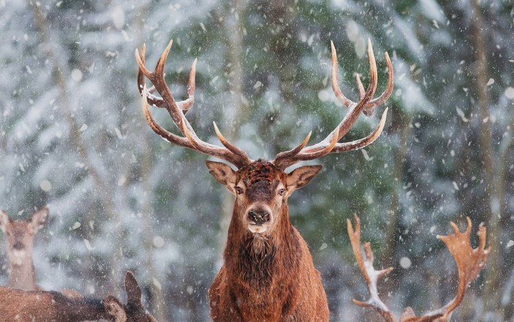морда, снег, олень, зима, взгляд, рога, олени, снегопад, face, snow, deer, winter, look, horns, snowfall