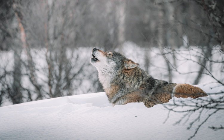 морда, профиль, снег, сугробы, природа, волк, лес, вой, зима, воет, поза, ветки, серый, face, profile, snow, the snow, nature, wolf, forest, howl, winter, howling, pose, branches, grey