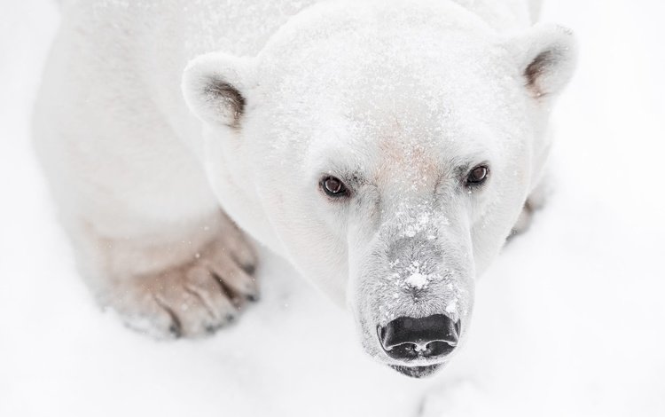морда, снег, лапы, взгляд, медведь, белый медведь, face, snow, paws, look, bear, polar bear