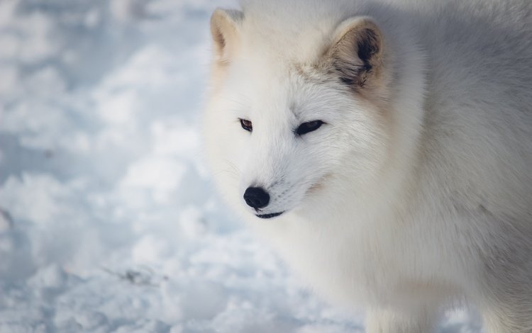 морда, снег, зима, взгляд, белый, песец, face, snow, winter, look, white, fox