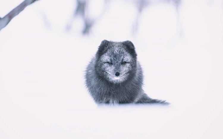 морда, снег, зима, взгляд, песец, face, snow, winter, look, fox