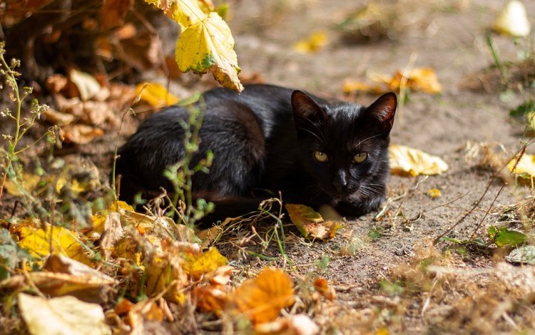 морда, боке, свет, листья, кот, кошка, взгляд, осень, черный, лежит, lies, face, bokeh, light, leaves, cat, look, autumn, black