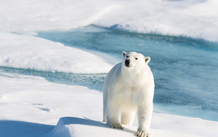 свет, белый медведь, снег, берег, зима, взгляд, медведь, лёд, тени, light, polar bear, snow, shore, winter, look, bear, ice, shadows