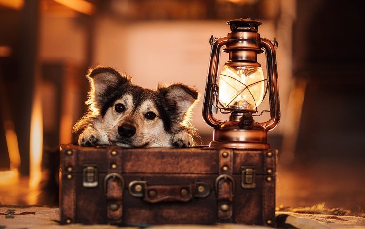 морда, взгляд, лампа, собака, фонарь, чемодан, face, look, lamp, dog, lantern, suitcase