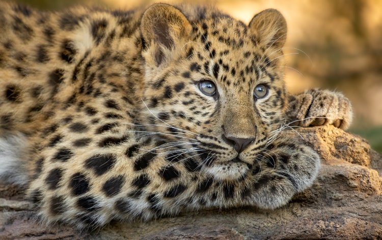морда, взгляд, леопард, дикая кошка, face, look, leopard, wild cat