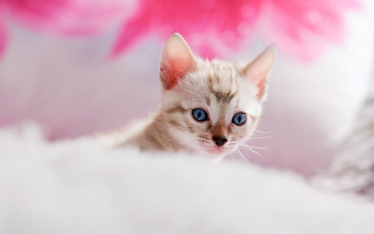 мордочка, кошка, котенок, кровать, голубые глаза, мех, подушка, боке, muzzle, cat, kitty, bed, blue eyes, fur, pillow, bokeh