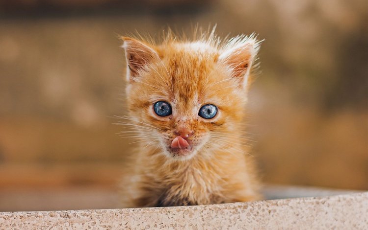 мордочка, рыжий котенок, облизывается, muzzle, ginger kitten, licked