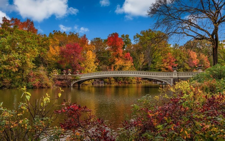 деревья, мост, осень, сша, нью-йорк, центральный парк, trees, bridge, autumn, usa, new york, central park