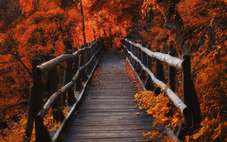 мостик, листья, осень, the bridge, leaves, autumn