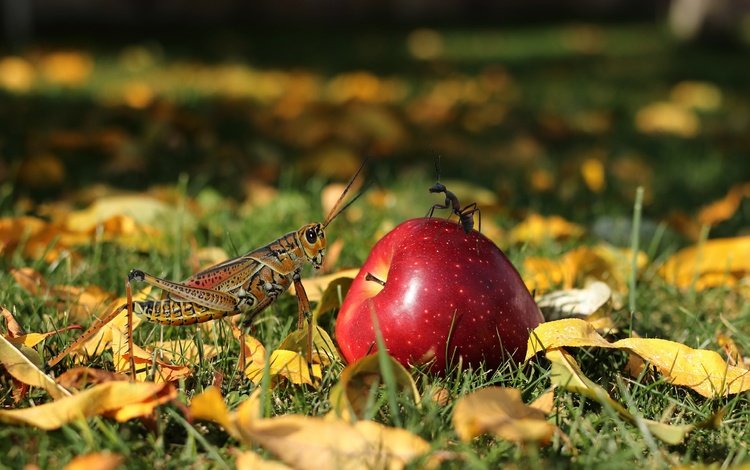 муравей, яблоко, кузнечик, ant, apple, grasshopper