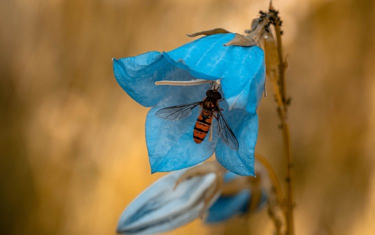 насекомое, цветок, голубой, полосатая, муха, колокольчик, журчалка, мушка, insect, flower, blue, striped, fly, bell, gorzalka