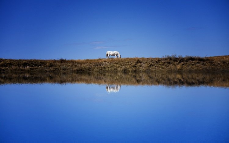 небо, лошадь, берег, отражение, водоем, конь, синева, the sky, horse, shore, reflection, pond, blue