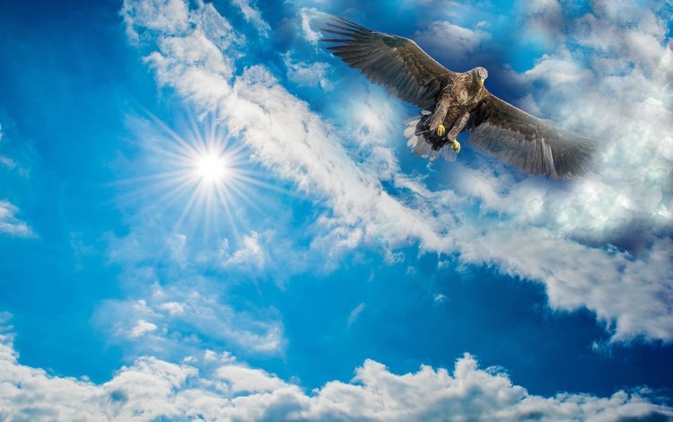 небо, облака, солнце, рендеринг, орел, птица, размах крыльев, the sky, clouds, the sun, rendering, eagle, bird, wingspan