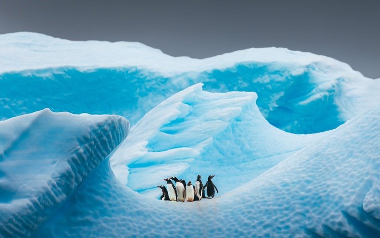 небо, пингвины, снег, льдина, природа, айсберг, птицы, пингвин, стая, антарктида, the sky, penguins, snow, floe, nature, iceberg, birds, penguin, pack, antarctica