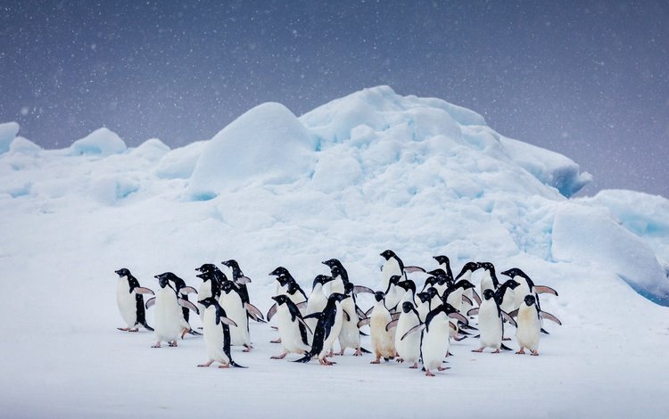 небо, снег, природа, птицы, пингвин, стая, антарктида, пингвины, the sky, snow, nature, birds, penguin, pack, antarctica, penguins
