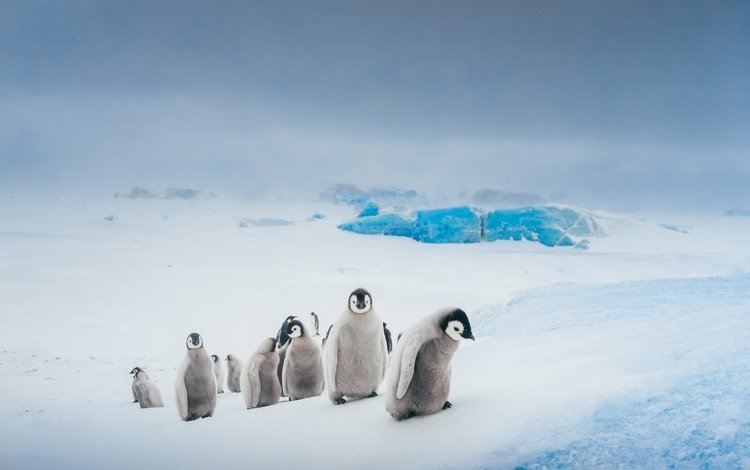 небо, антарктида, снег, пингвины, природа, зима, лёд, птицы, пингвин, стая, the sky, antarctica, snow, penguins, nature, winter, ice, birds, penguin, pack