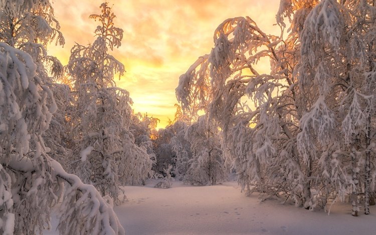 небо, зима, свет, пейзаж, деревья, ветки, вечер, красота, снег, ели, природа, в снегу, лес, снежный, зимний, закат, the sky, winter, light, landscape, trees, branches, the evening, beauty, snow, ate, nature, in the snow, forest, sunset