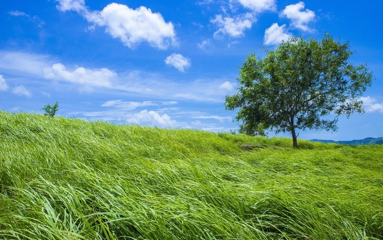 небо, трава, дерево, зелень, поле, лето, the sky, grass, tree, greens, field, summer
