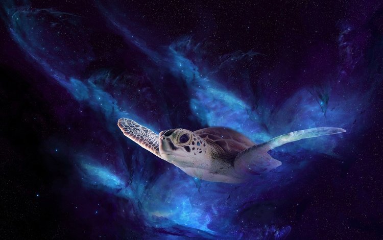 ночь, космос, полет, черепаха, рендеринг, морская черепаха, night, space, flight, turtle, rendering, sea turtle