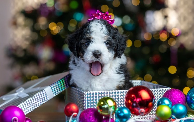новый год, коробка, блики, шарики, щенок, песик, малыш, подарок, рождество, new year, box, glare, balls, puppy, doggie, baby, gift, christmas