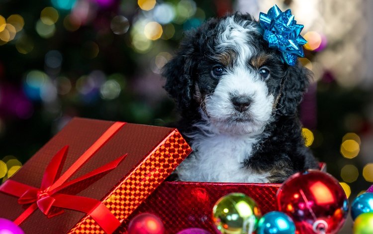 новый год, рождество, блики, коробка, шарики, щенок, песик, мордашка, малыш, подарок, new year, christmas, glare, box, balls, puppy, doggie, face, baby, gift