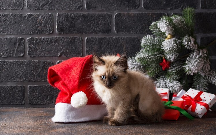 новый год, праздник, ветки, рождество, кошка, кирпичи, взгляд, бантики, стена, подарки, котенок, малыш, new year, holiday, branches, christmas, cat, bricks, look, bows, wall, gifts, kitty, baby
