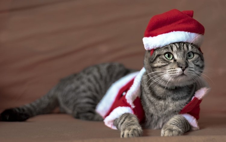 новый год, колпак санты, кот, кошка, взгляд, лежит, мордашка, костюм, праздник, рождество, christmas, new year, cat, look, lies, face, costume, holiday