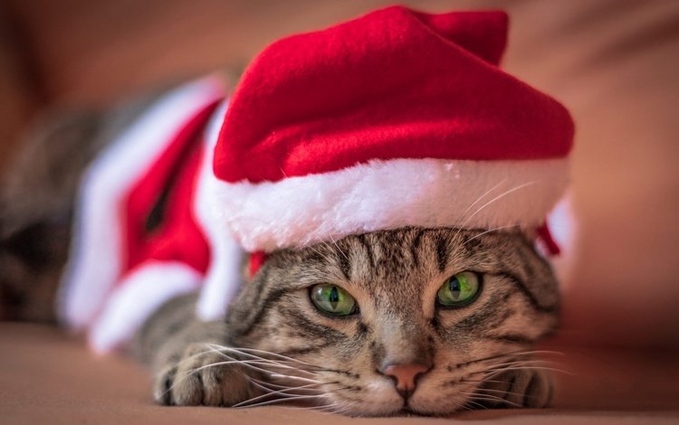 новый год, рождество, кот, полосатый, лапы, кошка, взгляд, лежит, мордашка, зеленые глаза, праздник, holiday, new year, christmas, cat, striped, paws, look, lies, face, green eyes