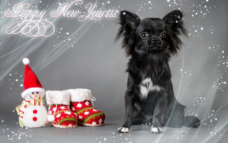 новый год, обувь, взгляд, фигурка, собака, чихуа-хуа, игрушка, снеговик, носки, праздник, рождество, new year, shoes, look, figure, dog, chihuahua, toy, snowman, socks, holiday, christmas