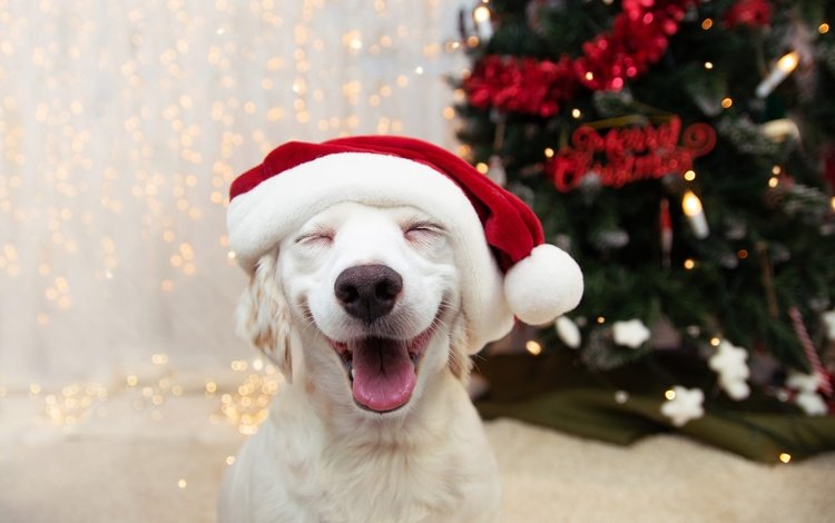 новый год, взгляд, собака, щенок, мордашка, рождество, новогодние украшения, new year, look, dog, puppy, face, christmas, christmas decorations