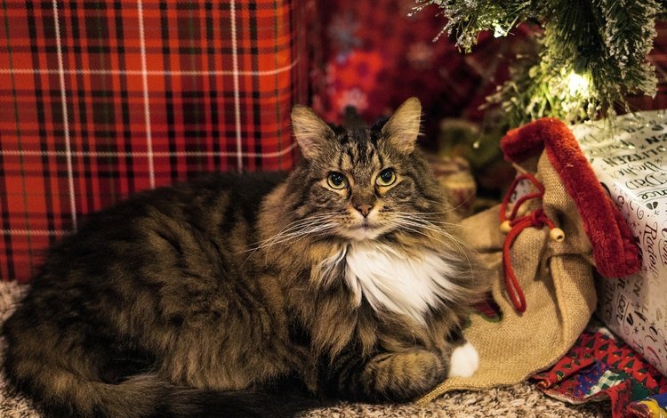 огни, коробка, новый год, уют, кот, кошка, взгляд, подарки, пушистый, серый, рождество, christmas, lights, box, new year, comfort, cat, look, gifts, fluffy, grey