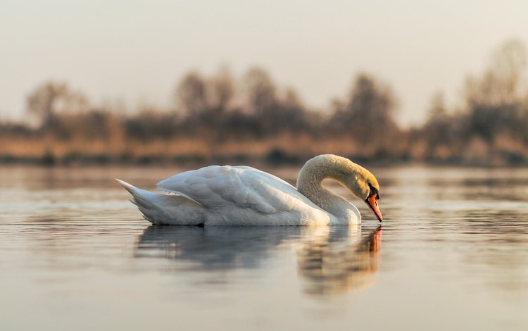 отражение, белый, водоем, птица, лебедь, reflection, white, pond, bird, swan