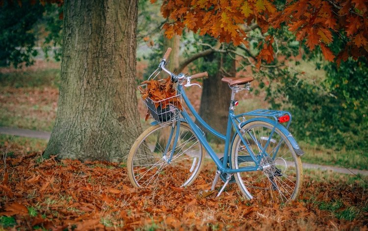 парк, осень, велосипед, park, autumn, bike