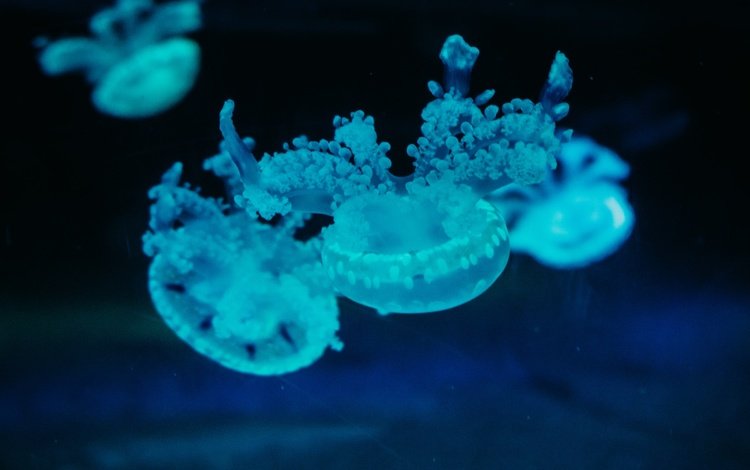 под водой, голубые, медузы, under water, blue, jellyfish