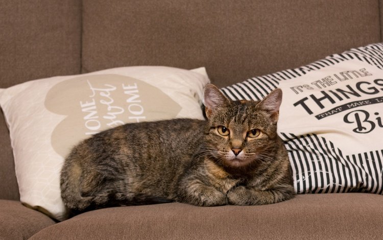 подушки, недовольный, кот, кошка, взгляд, лежит, серый, диван, надписи, полосатый, striped, pillow, unhappy, cat, look, lies, grey, sofa, labels