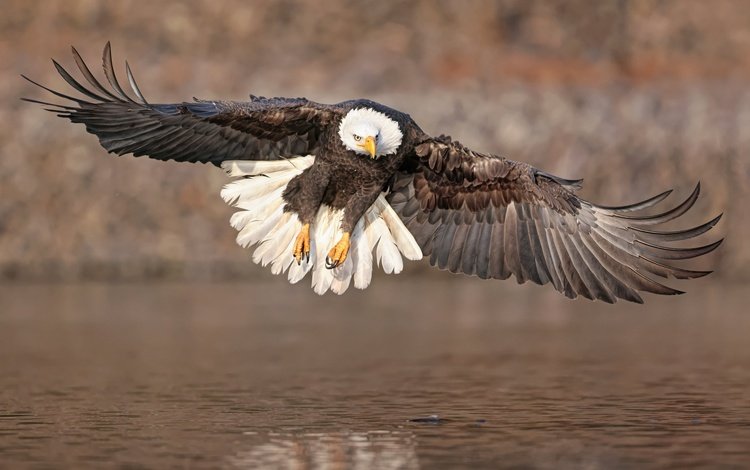 полет, крылья, водоем, птица, белоголовый орлан, парит, хищная, flight, wings, pond, bird, bald eagle, soars, predatory