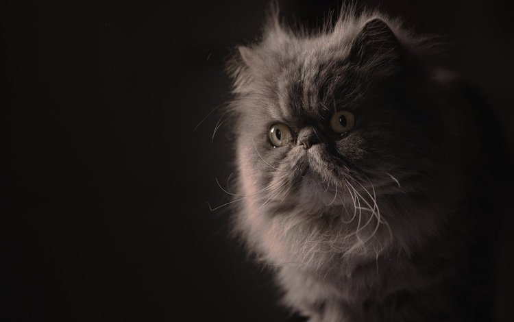портрет, мордочка, взгляд, пушистая, персидская кошка, portrait, muzzle, look, fluffy, persian cat