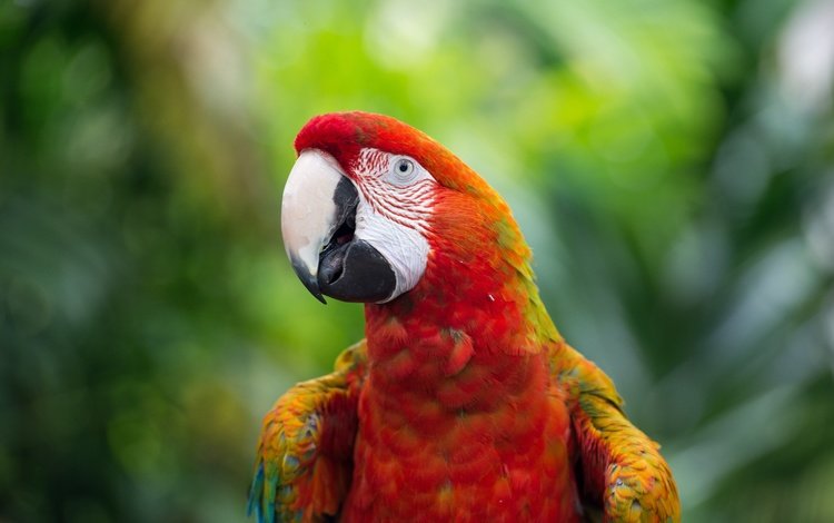 взгляд, красный, птица, попугай, зеленый фон, ара, боке, размытый фон, look, red, bird, parrot, green background, ara, bokeh, blurred background