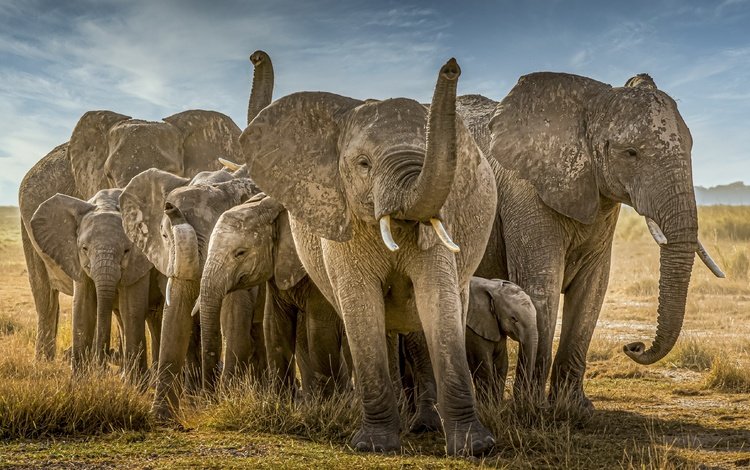 природа, африка, слоны, nature, africa, elephants