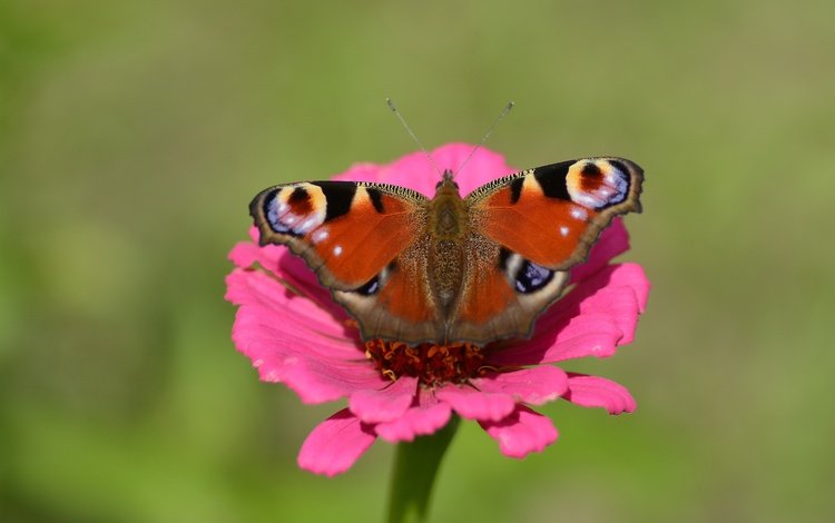 природа, цветок, бабочка, павлиний глаз, nature, flower, butterfly, peacock