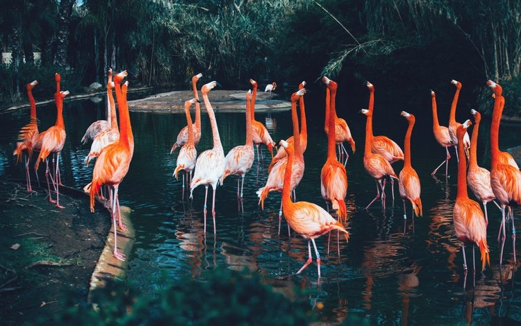 природа, фламинго, nature, flamingo