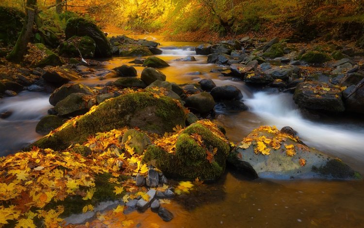 природа, камни, лес, листья, ручей, осень, nature, stones, forest, leaves, stream, autumn