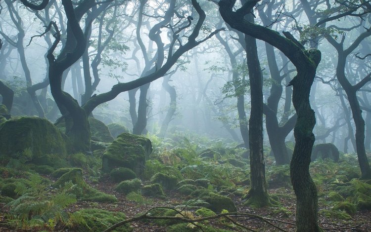 природа, камни, лес, туман, ветки, мох, nature, stones, forest, fog, branches, moss